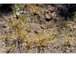 Attēlu rezultāti vaicājumam “Juncus bufonius”