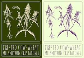 Attēlu rezultāti vaicājumam “Melampyrum cristatum leaf”