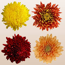 Image result for Chrysanthemum spectabile