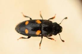 Attēlu rezultāti vaicājumam “Glischrochilus hortensis”