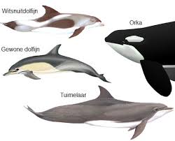 Afbeeldingsresultaat voor dolfijnen