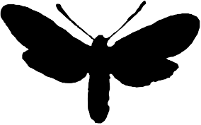 Attēlu rezultāti vaicājumam “Zygaena minos”