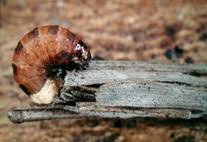 Attēlu rezultāti vaicājumam “Proutia betulina”