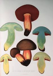 Attēlu rezultāti vaicājumam “Boletus luridus”