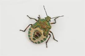 Attēlu rezultāti vaicājumam “Troilus luridus”