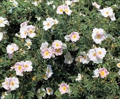 Image result for Rosa canina