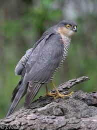 Attēlu rezultāti vaicājumam “Accipiter nisus male”