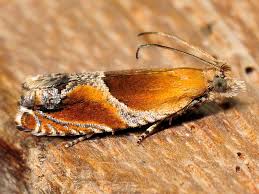 Attēlu rezultāti vaicājumam “Ancylis myrtillana”