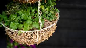 Attēlu rezultāti vaicājumam “Sphagnum”