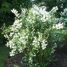 Attēlu rezultāti vaicājumam “Philadelphus lemoinei”