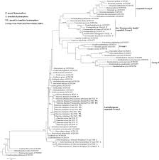Attēlu rezultāti vaicājumam “Elmerina caryae”