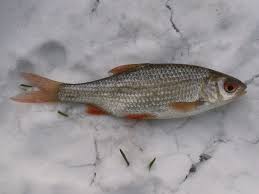 Image result for Rutilus rutilus