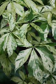 Attēlu rezultāti vaicājumam “Parthenocissus quinquefolia”