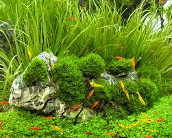 Attēlu rezultāti vaicājumam “Riccia fluitans”