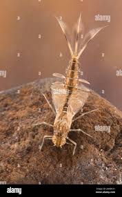 Attēlu rezultāti vaicājumam “Siphlonurus”