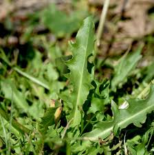 Attēlu rezultāti vaicājumam “Leontodon hispidus leaf”