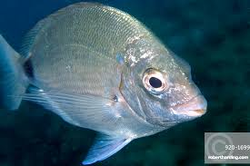 Image result for Diplodus helenae