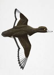 Attēlu rezultāti vaicājumam “Aythya fuligula male”