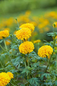 Attēlu rezultāti vaicājumam “Tagetes flower”