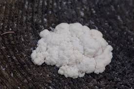 Attēlu rezultāti vaicājumam “Amaurochaete atra”