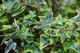 Attēlu rezultāti vaicājumam “Hedera helix  leaf”
