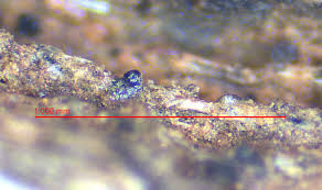 Attēlu rezultāti vaicājumam “Licea minima spores”