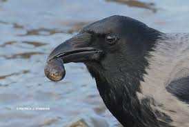 Attēlu rezultāti vaicājumam “Corvus cornix juvenile”