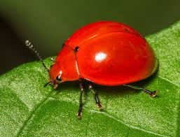 Attēlu rezultāti vaicājumam “Erotylidae”