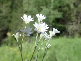Attēlu rezultāti vaicājumam “Cerastium arvense leaf”