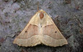 Attēlu rezultāti vaicājumam “Crocallis elinguaria”