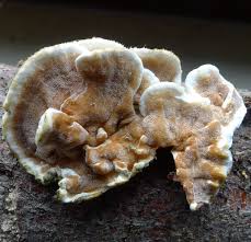 Attēlu rezultāti vaicājumam “Postia fragilis”