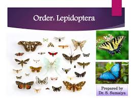 Attēlu rezultāti vaicājumam “Lepidoptera”
