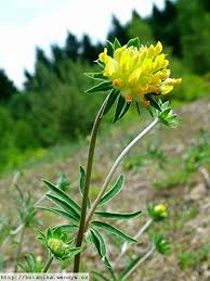 Image result for Anthyllis vulneraria