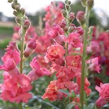Attēlu rezultāti vaicājumam “Antirrhinum majus”
