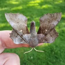 Attēlu rezultāti vaicājumam “Laothoe populi imago”