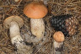 Attēlu rezultāti vaicājumam “Leccinum vulpinum”