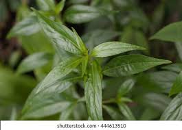 Attēlu rezultāti vaicājumam “Swertia perennis leaf”