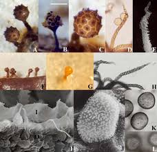 Attēlu rezultāti vaicājumam “Trichia contorta young”