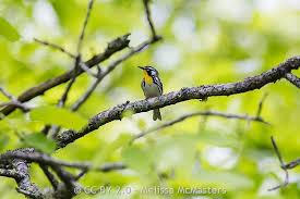 Image result for Vireo flavifrons