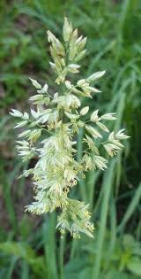 Attēlu rezultāti vaicājumam “Holcus lanatus  flower”