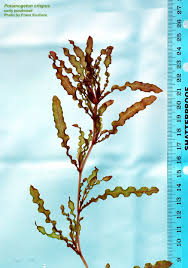 Attēlu rezultāti vaicājumam “Potamogeton compressus leaf”