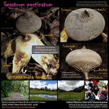 Attēlu rezultāti vaicājumam “Geastrum pectinatum”