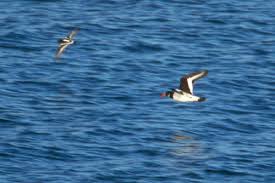 Attēlu rezultāti vaicājumam “Haematopus ostralegus adult”