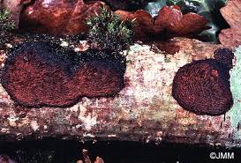 Attēlu rezultāti vaicājumam “Dichomitus campestris”