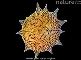 Attēlu rezultāti vaicājumam “Diderma radiatum stalked”