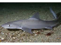 Image result for Mustelus asterias