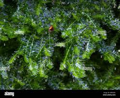 Attēlu rezultāti vaicājumam “Plagiothecium sp.”