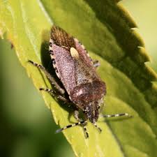 Attēlu rezultāti vaicājumam “Dolycoris baccarum”