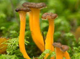 Attēlu rezultāti vaicājumam “Cantharellus lutescens”