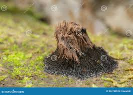 Attēlu rezultāti vaicājumam “Stemonitidaceae”